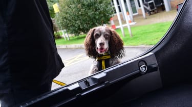 Dog looking into car boot